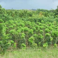 Pimienta negra de Madagascar en grano - 70g