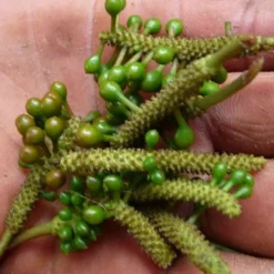Pimienta salvaje de Madagascar - 50 g